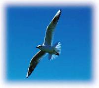 Perché siamo cristiani