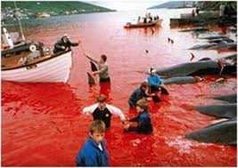 25 MILIONI DI EURO PER GLI AIUTI POST-TSUNAMI! Intercettati per la caccia alle balene