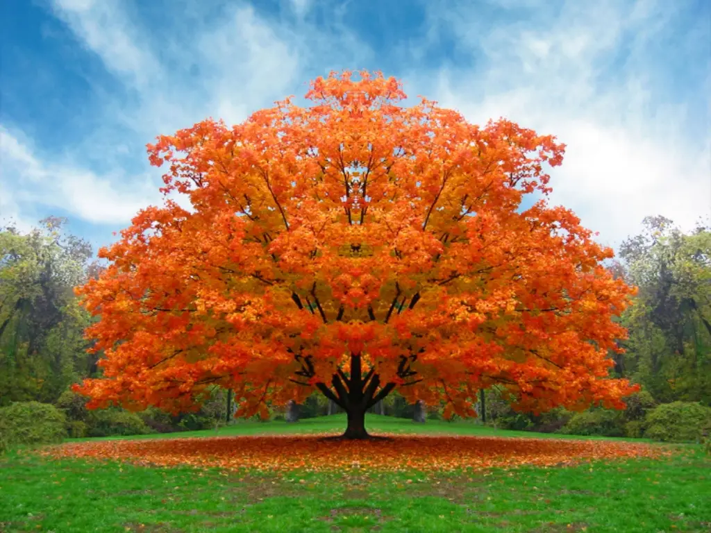 Diventare alberi dopo la morte. Perchè no?