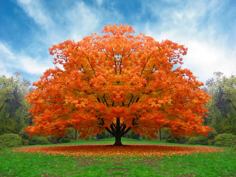 Diventare alberi dopo la morte. Perchè no?