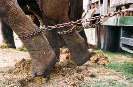 Botte ed elettroshock: elefantini torturati al circo