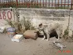 Indignatamente! Chiliamalicura: cani di Sessa Aurunca