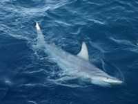 Scoperto squalo ibrido in Australia