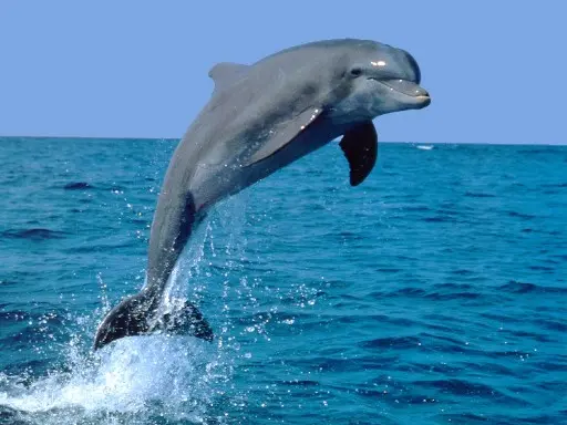 Diga in Cina: 180 specie animali a rischio