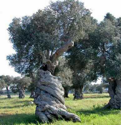 Egiziano sorpreso a rubare olive: l'oro di Puglia