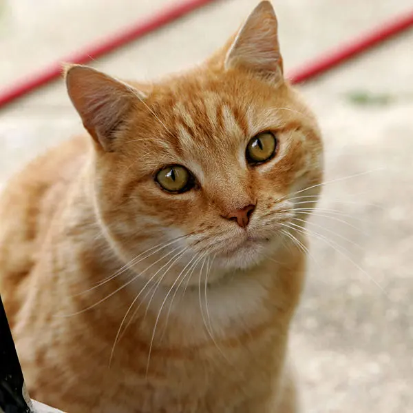 Il bimbo piange? Ci pensa il gatto che lo coccola e lo fa addormentare (VIDEO)