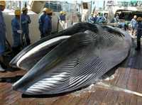 Giappone, fondi per le vittime di Fukushima per pagare la caccia alle balene