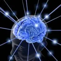 Mangiare meno ringiovanisce il cervello