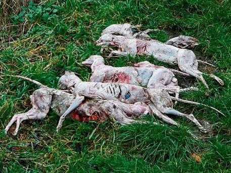 Violenze animali. Cani tedeschi trovati morti in un fiume dopo mille torture