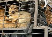 Cina, animalisti liberano 200 cani : Dovevano essere venduti come cibo