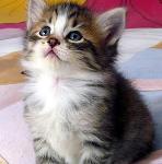 Anziana donna muore e lascia in eredità 10 milioni di euro a Tommasino...il suo gatto