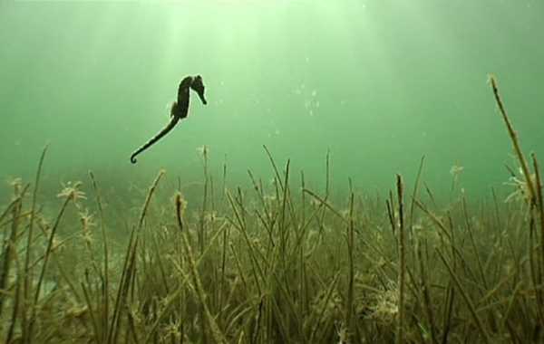 Protezione dell'ambiente. Reintroduzione e ripopolamento degli ippocampi nelle praterie mediterranee