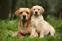 TUTTA UNA BUFALA! Nessuna tassa sul possesso dei cani