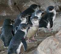 Marea nera, salvati sessanta pinguini blu