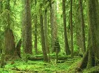 Roma: Una giornata per prendersi cura degli alberi