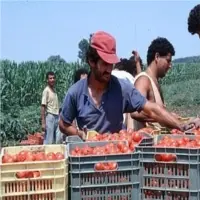 Edilizia e agricoltura, il boom dei caporali