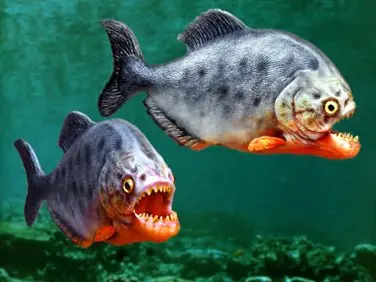 Brasile, attacchi piranha nel fiume Paraguai