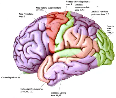 Bilingui più creativi e concentrati