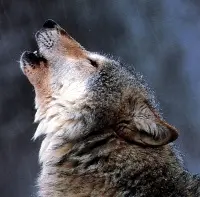 Wolf Howling, ululare nei boschi per vedere i lupi