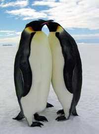 Pinguini gay divisi per il bene della specie