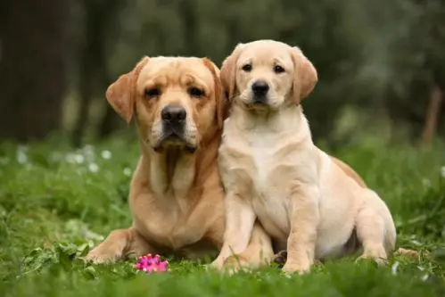 Cani nel mirino. Il redditometro colpisce anche loro