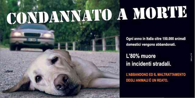 Consigliere provinciale,no all'abbandono dei cani si alla soppressione
