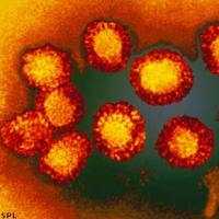 La febbre del West Nile in Italia: alta la soglia di attenzione per i diversi casi di contagio