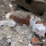 Jerry, cane sepolto vivo per due giorni, è stato salvato