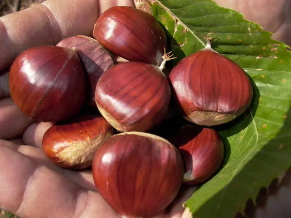 Pentone: sagra della castagna e il pericolo cinipide