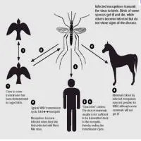 Febbre West Nile: salgono i casi di contagio in Italia