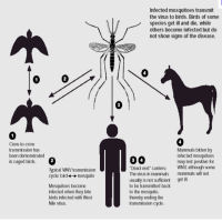 Febbre West Nile: salgono i casi di contagio in Italia
