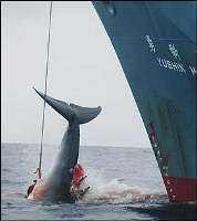 Il Giappone riprende la caccia alle balene, Australia e Nuova Zelanda contestano
