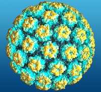 Vaccinazione anti papilloma virus. Il caso Gardasil
