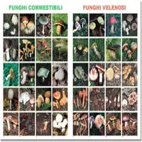 Autunno stagione dei funghi. Regole e occhio alla raccolta