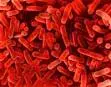 Allarme legionella a Lazise "Autorita in silenzio"