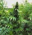 Droga:Rosarno coltivavano 5 mila piante di cannabis, 2 arresti