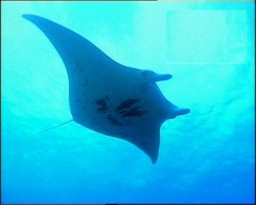 Avvistato branco di mante a Palmi