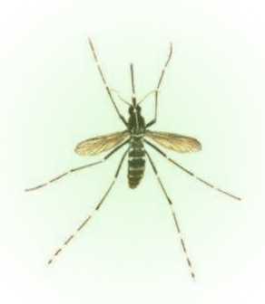 Scoperto nuovo esemplare di  zanzara nel bellunese