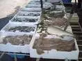 Blocco della Pesca  da oggi fino al 30 settembre