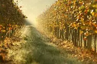 Al via 'La Cantina Ideale',  il vino di qualità diventa anche Fashion