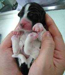 Ѐ nato Tegon, il primo cane transgenico al mondo