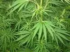 Droga: 74enne arrestato dai carabinieri in flagranza di reato per coltivazione cannabis
