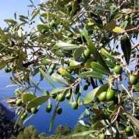 Coldiretti Calabria: l'olivicoltura calabrese ha le carte in regola
