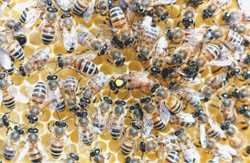 Ivrea: sciame di vespe uccide uomo di 55 anni