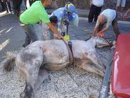 Palio di Siena: divertimento e tragedia