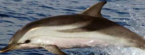 Delfino ormai senza vita sulla riva del Cilento.  Ancora sconosciute le cause della morte