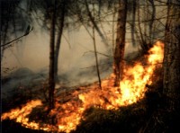 Lucca: la Provincia attiva il divieto di accensione di fuochi