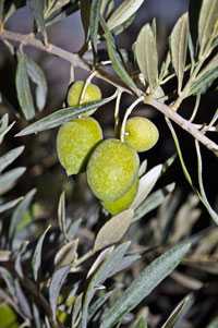 Il monitoraggio degli oli di oliva e di sansa rileva importanti  segnali di ripresa