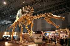 Australia: scoperto fossile di spinosauro che cambia le teorie evolutive