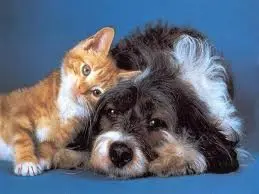 Gli animali siamo noi